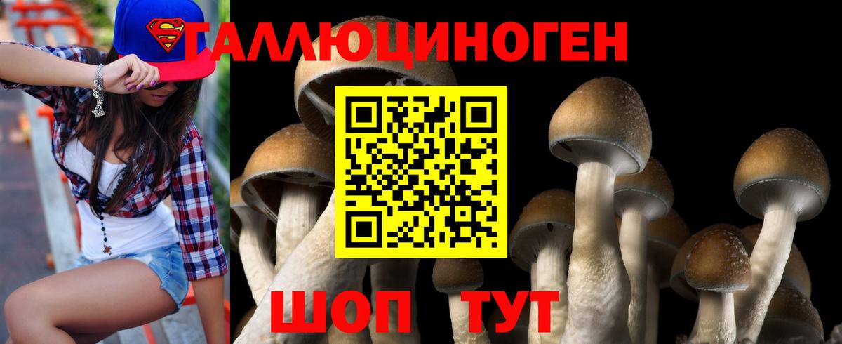 где можно купить наркотик  Вход с VPN  Кингисепп  Псилоцибиновые грибы Magic Shrooms  Галлюциногенные грибы Psilocybine cubensis 
